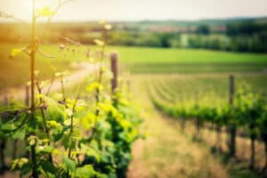 les vignerons image de couverture